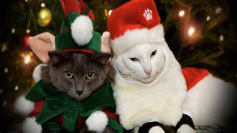 Here Are Some Photos Of Pets Wearing Christmas Costumes Riot Fest