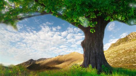 Lone Oak Tree On A Summer Meadow Stock Footage Video 11956055