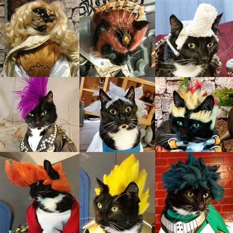 👻 Cat Cosplay 👻 On Twitter Admittedly We Have Quite The Wig