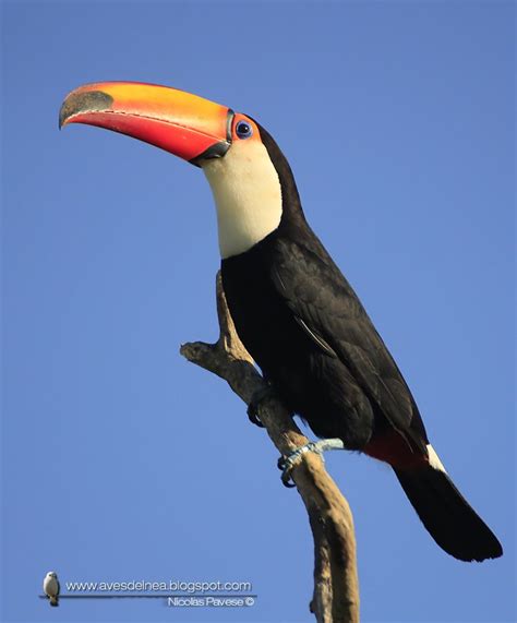 O tucano típico tem a plumagem negra com o pescoço colorido e sua característica predominante é o seu bico achatado lateralmente e de grande comprimento. Aves del Nea | Tucano