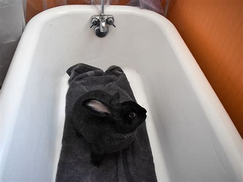 How To Bathe Your Rabbit 4 Safe And Easy Ways With Pictures Pet Keen