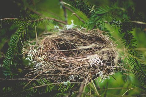 Nesting Materials For Backyard Birds Nature Canada