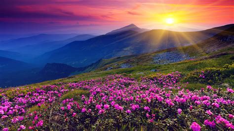 Wallpaper Sunrise Mountains Flowers Grass Dawn 3840x2160 Uhd 4k