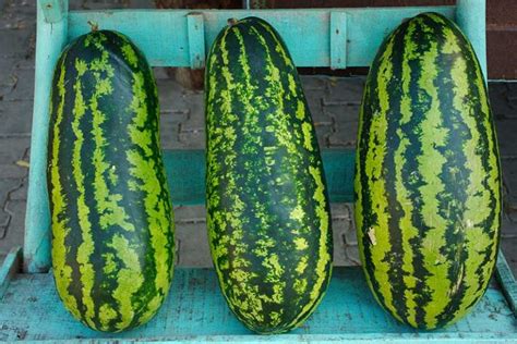 25 Of The Best Watermelon Varieties Gardeners Path
