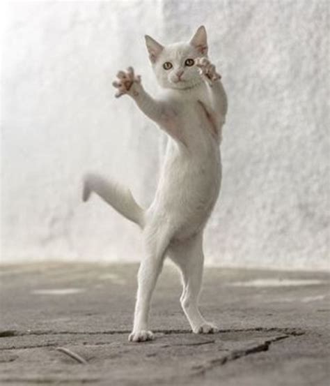 35 Animals Who Just Want To Dance In 2020 With Images Dancing Cat