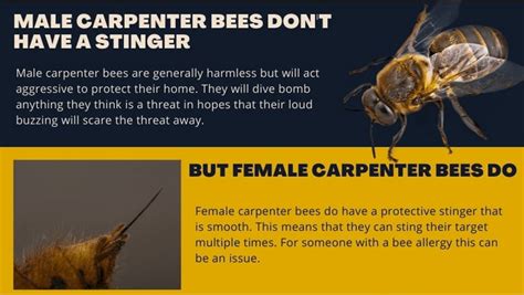 Do Carpenter Bees Sting And Are They Dangerous