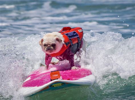 Przen Surf Dogs Surfing For Charity And One Little Pug Is Making A