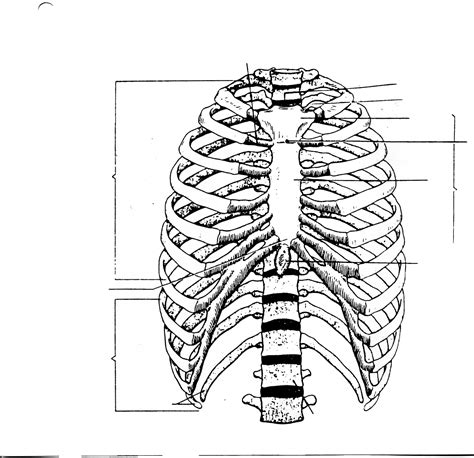 The rib cage protects the organs in the thoracic cavity although each rib has its own rom (occurring primarily at the costovertebral joint), rib cage shifts occur with movement of the vertebral column. Human Rib Cage Drawing at GetDrawings | Free download