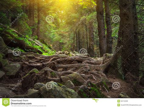 Dense Mountain Forest And Path Between The Roots Of Trees