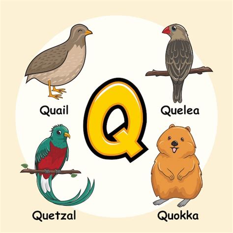 Premium Vector Cute Animals Alphabet Letter Q