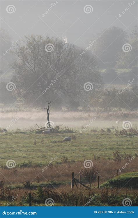 Mist Across A Meadow Stock Photo Image Of Sheep Meadow 28950786