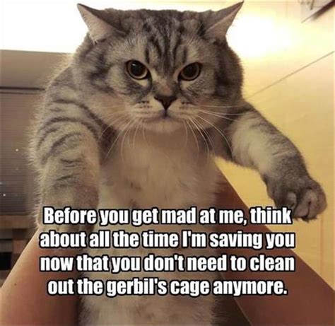 22 Funny Animal Memes And Pictures Of The Day Cute