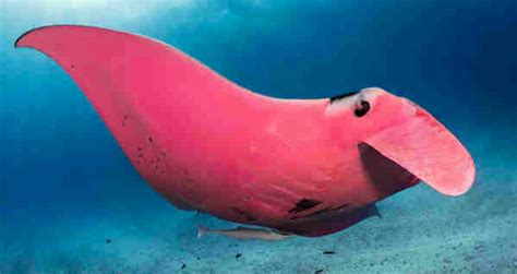 Pink Manta Ray Spotted Near Australias Lady Elliot Island The