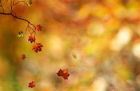 Selective Focus Photography Of Maple Leaves Falling Hd Wallpaper