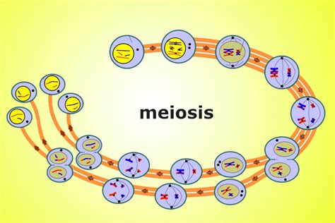 Herpes virus quickly settles in skin cells, where it multiplies extensively. Meiosis: Definition, Stages and Importance