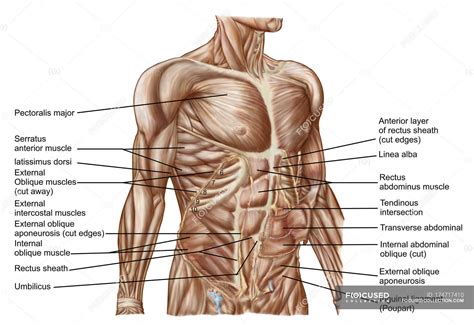 Muscles In The Abdomen Diagram
