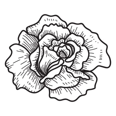 Rose head sketch icon - Transparent PNG & SVG vector file