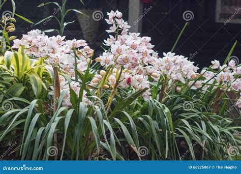 Flowers Of Cymbidium Orchid In Garden Stock Image Image Of Wooden Floral 66225867