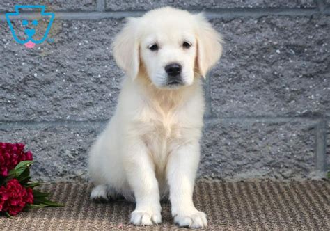 If you can provide a loving home, schedule a visit to meet your favorite pup. Bean | Golden Retriever - English Cream Puppy For Sale ...