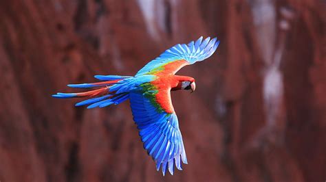 Red And Green Macaw 4k Ultra Hd Wallpaper And Background Image