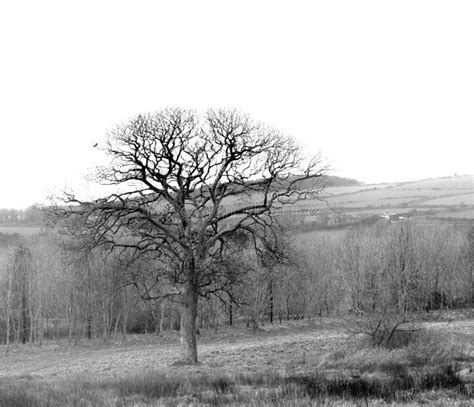 Black And White Tree Stock Photo Image Of Shiny Background 52643678