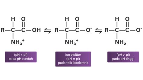 Dari Rumus Asam Amino Maka Sifat Asam Amino Adal