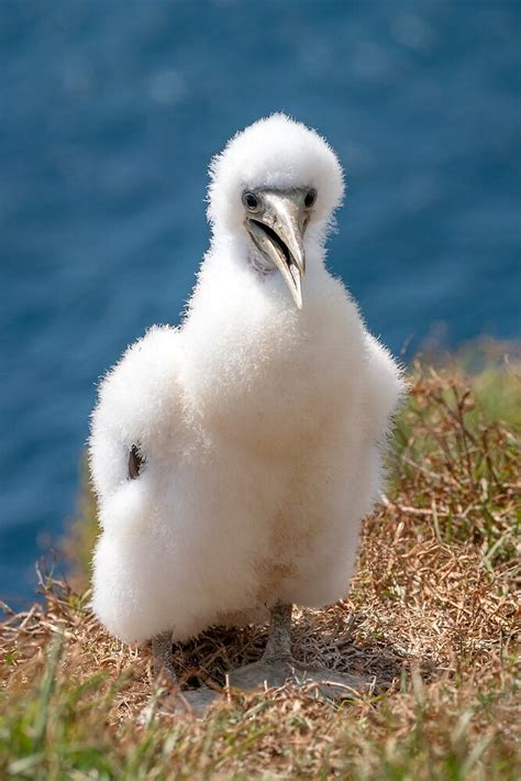 Masked Booby A K A Masked Gannet Chick Norfolk Island By Andrew