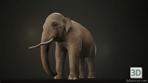 D Model Asian Elephant Rigged Low Poly D Model Dlancer Net