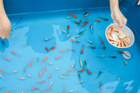 760 Goldfish Scooping Stock Photos Pictures And Royalty Free Images