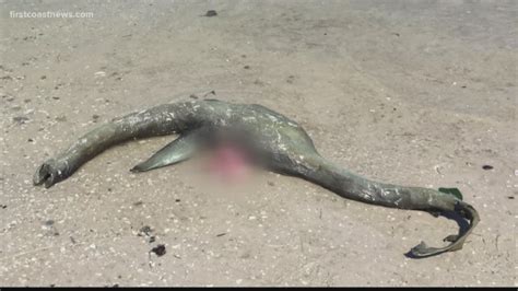 Coastal Mystery Remains Of Strange Sea Creature Wash Up On Georgia