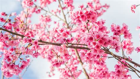 2k Free Download Pink Spring Sakura Flowers Cherry Blossom Tree