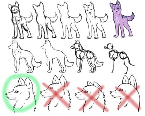 How To Draw A Wolf Body