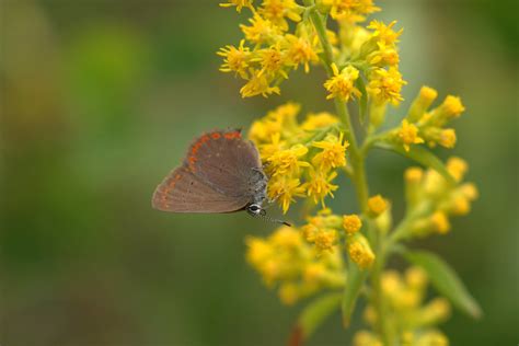 Satyrium Titus Immaculosus Butterflies Of Dillberry Lake Provincial