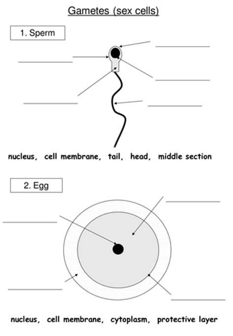 Sex Cells Structure By Rebslangdon Teaching Resources Tes