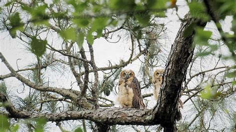 Juvenile Great Horned Owls By Stocksy Contributor Maryanne Gobble