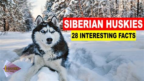 Siberian Huskies 28 Interesting Facts Youtube