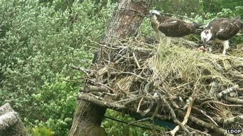 Bassenthwaite Ospreys Produce Two Chicks Bbc News