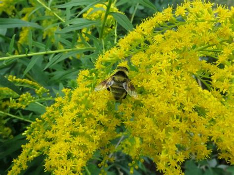 top 10 oregon native plants for pollinators week 5 garden ecology lab
