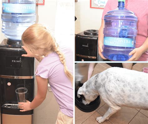 Why We Love The Primo Water Dispenser With Pet Station The Tiptoe Fairy