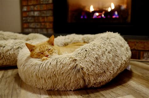 Cat Bed Pictures Download Free Images On Unsplash