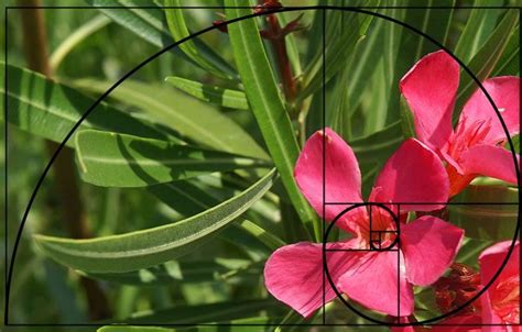 Golden Ratio Applied To Photography With Golden Spiral Similar To