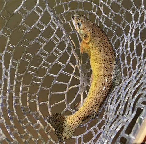 Native Gila Trout Rflyfishing