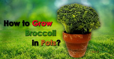 How To Grow Broccoli In Pots How To Farming