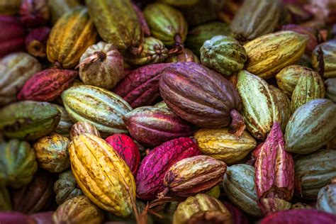 Cocoa Pods Research Exchange