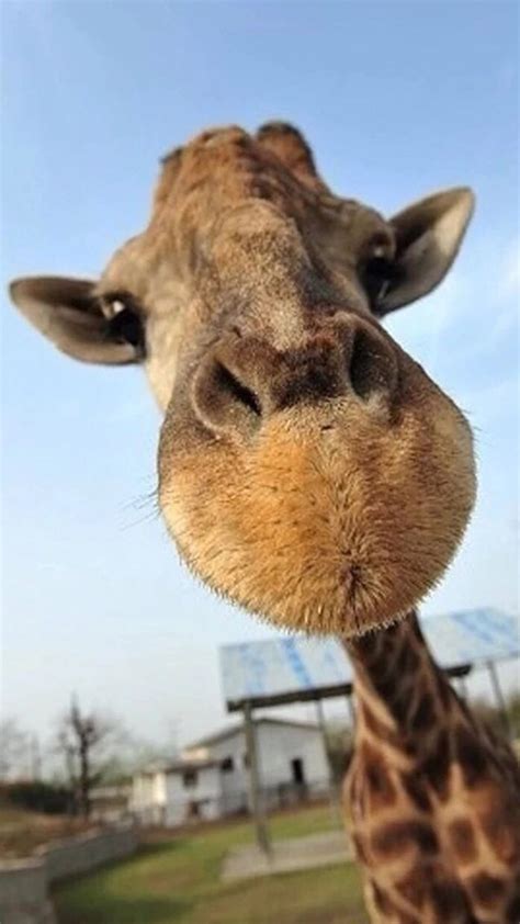 Download from a curated selection of animal wallpapers for your mobile and desktop screens. Cute Giraffe Wallpaper (62+ images)