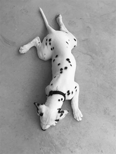 😍😍😍 Dalmatian Puppy Dalmatian Beautiful Dogs