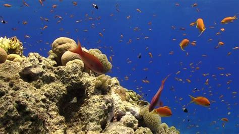 Colorful Fish On Vibrant Coral Reef 971 By Discovod