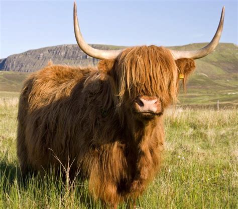 Gallery Highland Cattle Mucca Pittura Acrilica