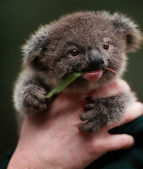 Cute Koala Baby Niedliche Tierbabys Tiere Süße Tiere