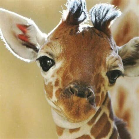 Pin By Carol Broome On Tall Blondes Cute Animals Giraffe Pictures